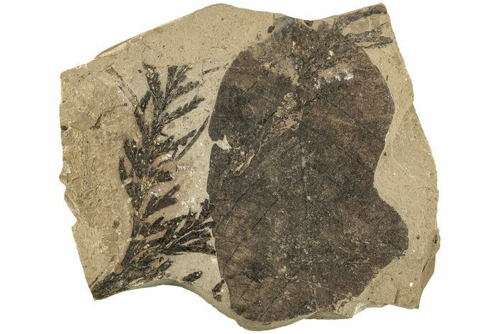 Fossil Leaf Plate - McAbee, BC #226136